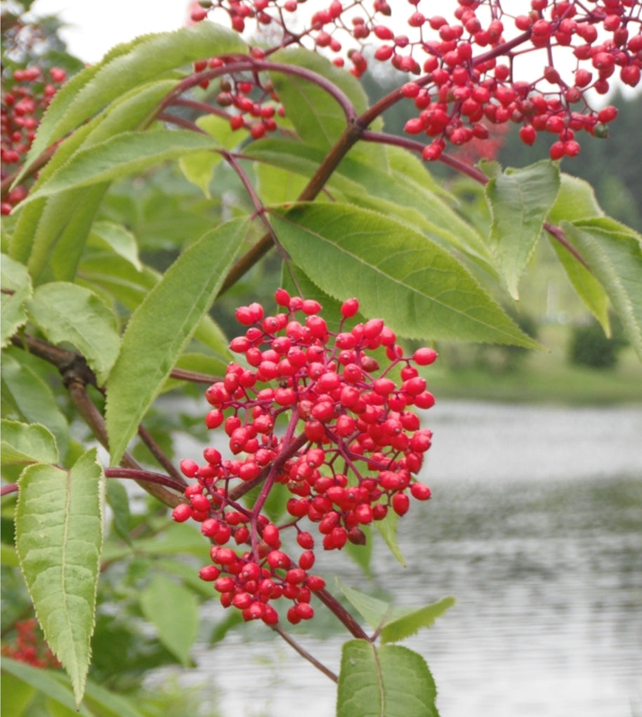 Sambucus' Red Berried Elder