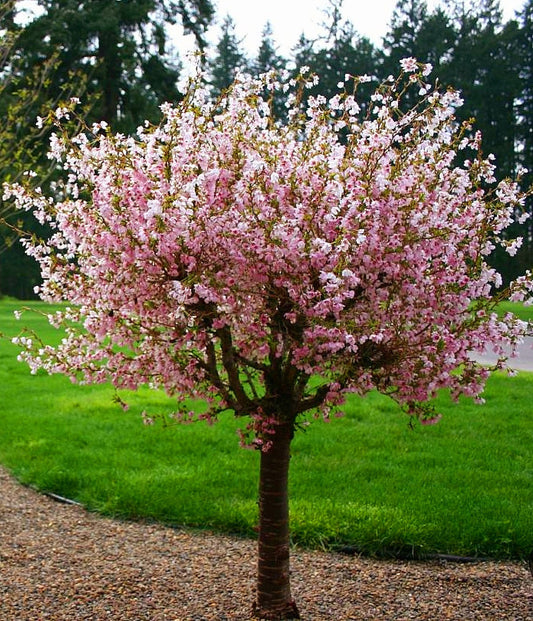 Prunus' Little Twist® Fuji Dwarf Flowering Cherry Tree