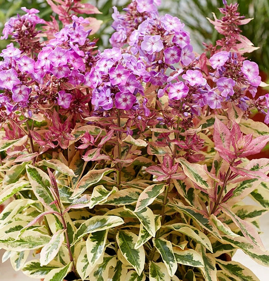 Phlox' Olympus Variegated