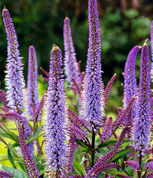 Veronicastrum' Fascination Specialty Culvers Root