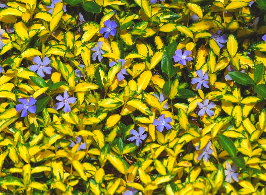 Vinca' Illumination Specialty Periwinkle