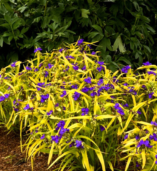 Tradescantia' Blue & Gold Specialty Spiderwort