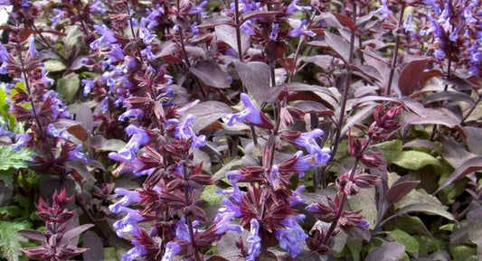 Salvia' Purple Culinary Sage