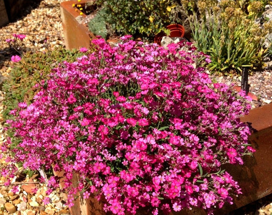 Gypsophilia Repens' Specialty Filou Rose