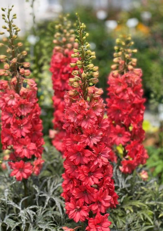 Delphinium' Red Lark Specialty Delphinium