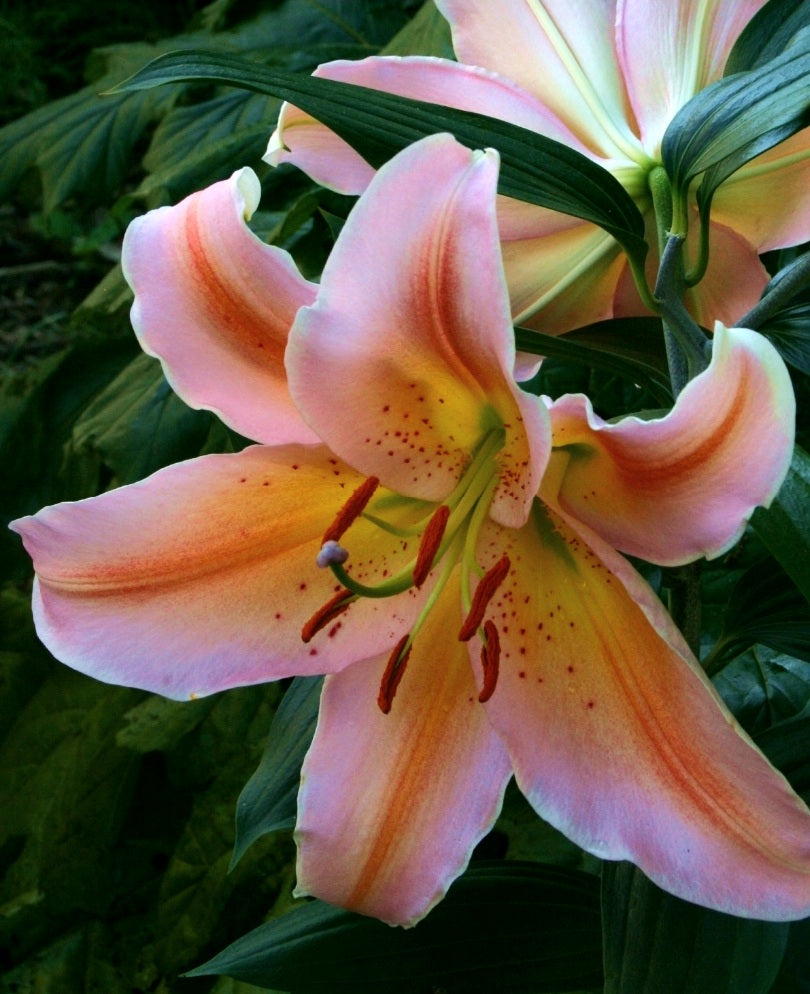 Lilium' Salmon Party Specialty Oriental Lily