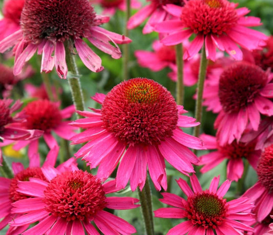 Echinacea' Delicious Candy Specialty Coneflower