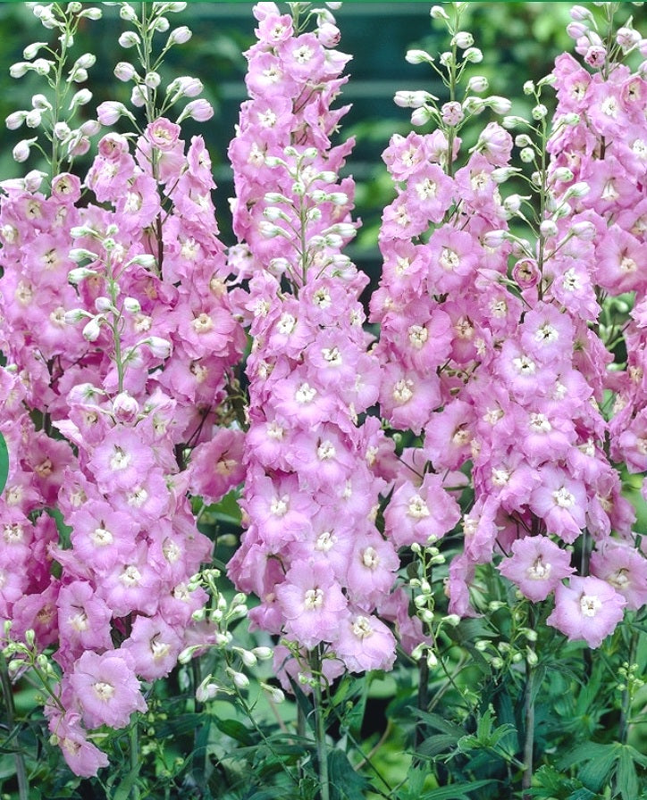 Delphinium' Pacific Giant Guinivere