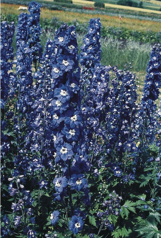 Delphinium' Pacific Giant King Arthur