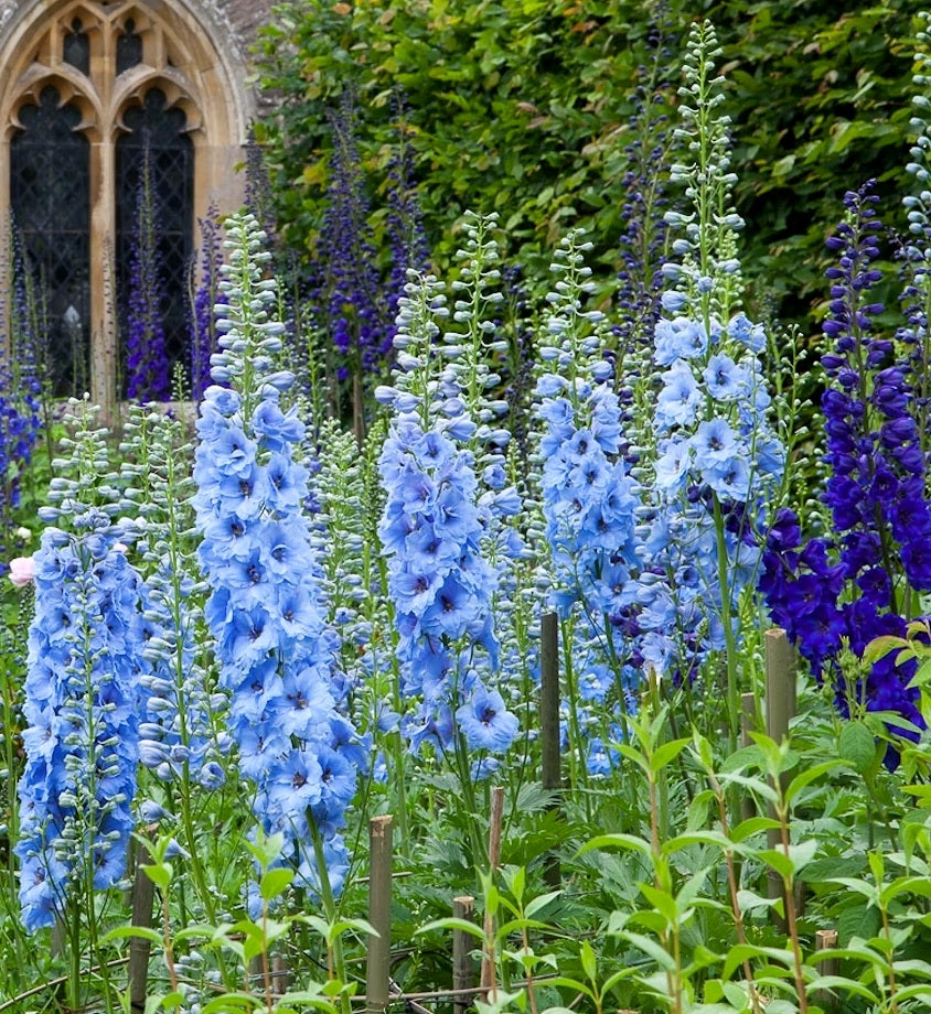 Delphinium' Pacific Giant Summer Skies