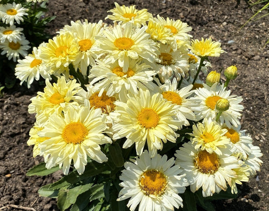 Leucanthemum' Banana Cream Shasta Daisy