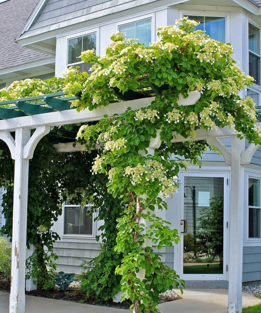 Hydrangea' Climbing Hydrangea Vine