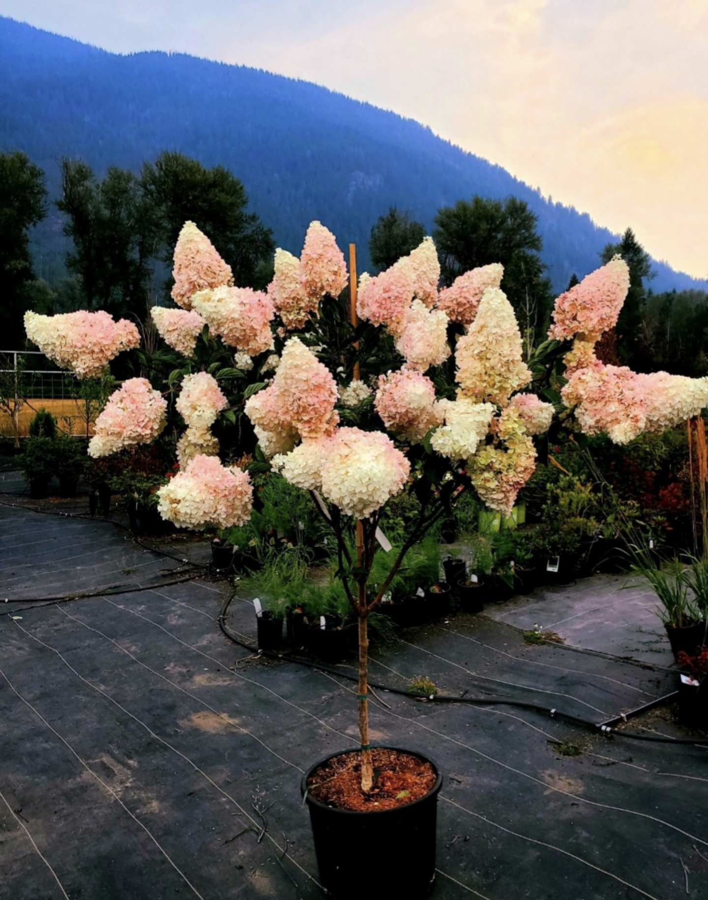 Hydrangea' Berry White Hydrangea Tree