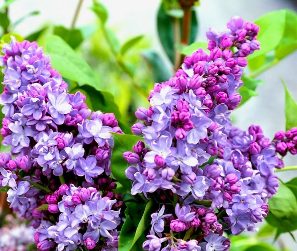 Syringa' Nadezhda Lilac