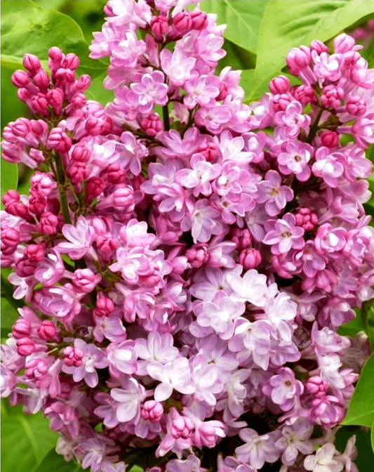 Syringa' Belle de Nancy Lilac