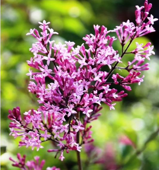 Syringa' Red Pixie Dwarf Lilac