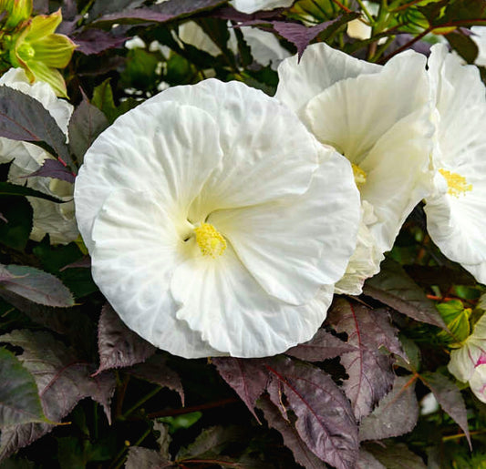 Hibiscus' Cookies and Cream(Hardy/Perennial)