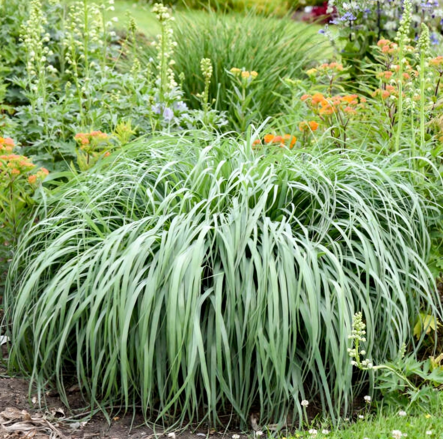 Panicum' Niagara Falls Switch Grass