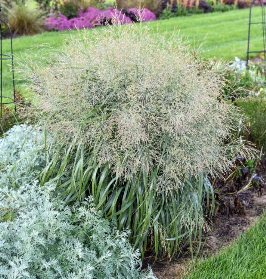 Panicum' Niagara Falls Switch Grass