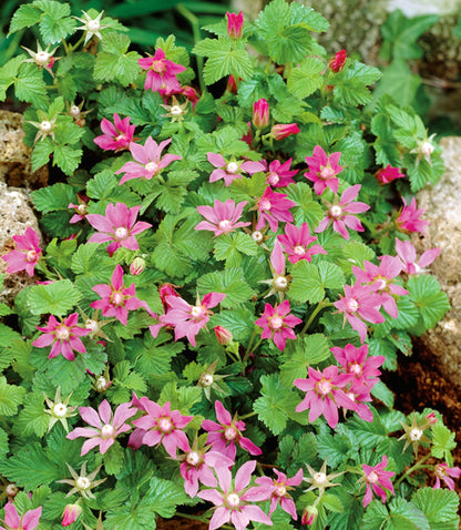 Rubus' Creeping Arctic Raspberry Bundle