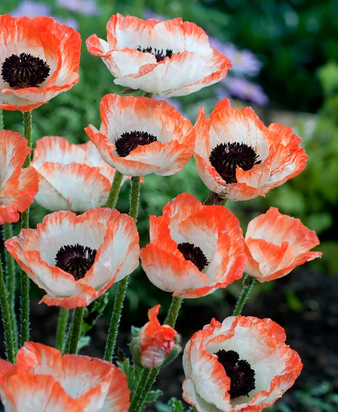 Papaver' Picotee Poppy