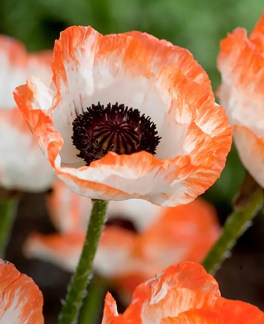 Papaver' Picotee Poppy