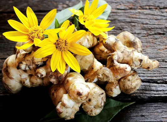 Helianthus' Jerusalem Artichoke