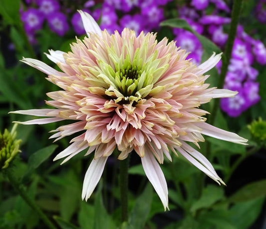 Echinacea' Cherry Fluff Coneflower