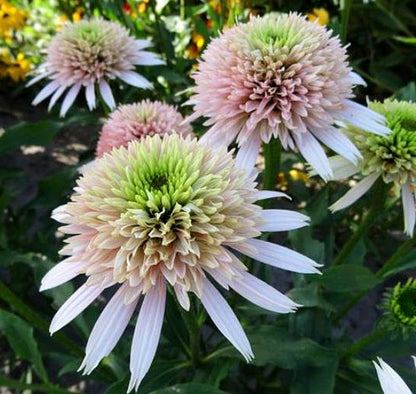 Echinacea' Cherry Fluff Coneflower