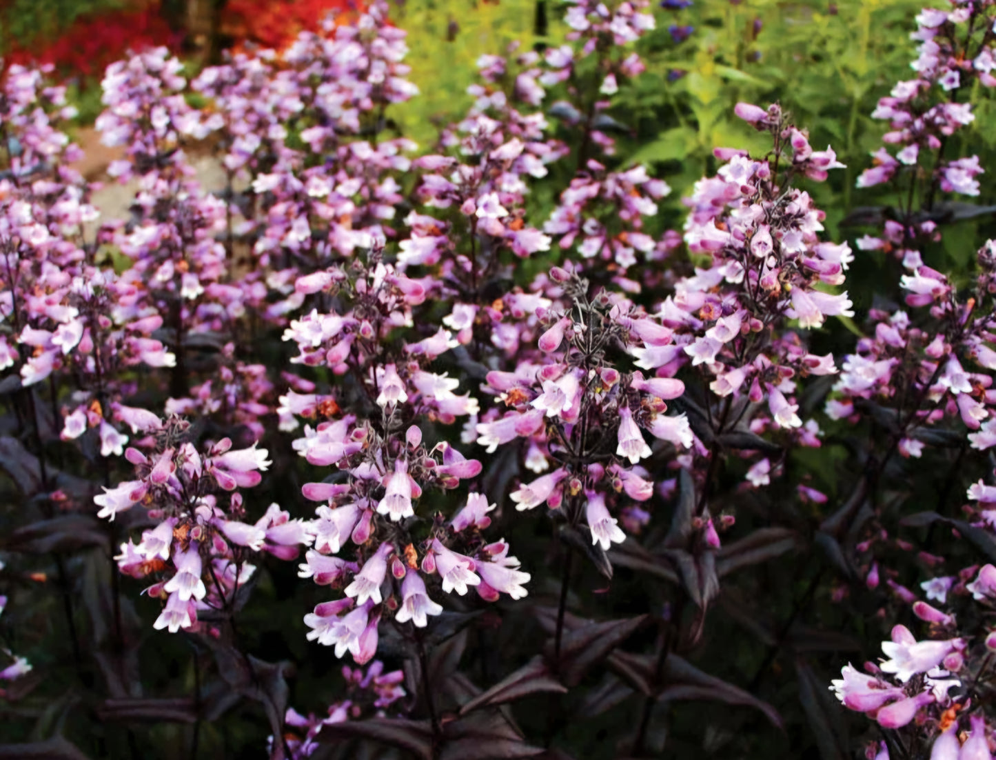 Penstemon' Dakota Burgundy