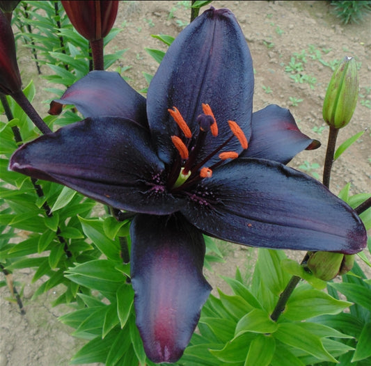 Lilium' Secret Kiss Lily