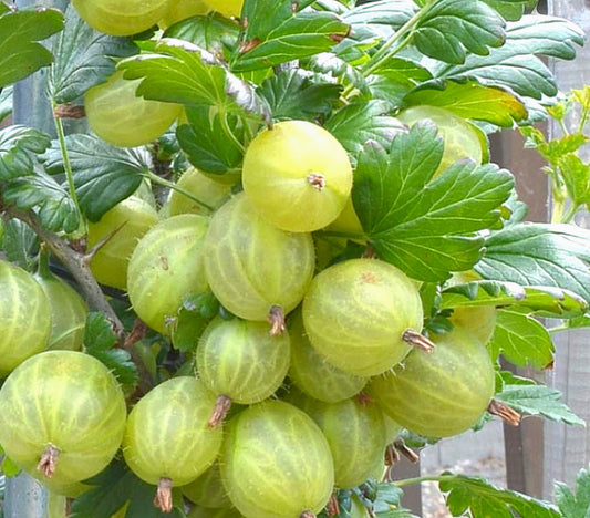 Ribes' Invicta Gooseberry