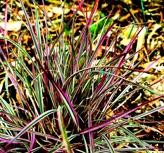 Schizachyrium' Chameleon Grass (LIMITED QUANTITIES AVAILABLE!)