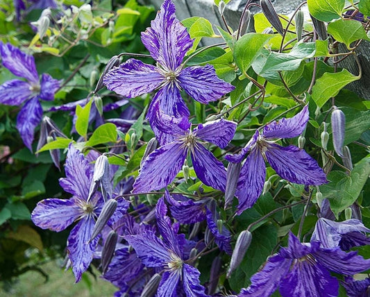 Clematis' Tie Dye