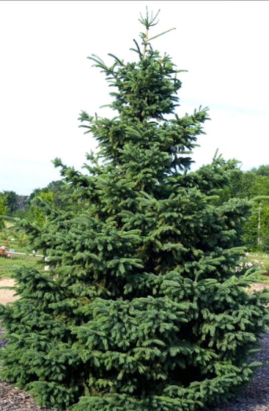 Picea' QuickScape Minis Black Hills Spruce Tree