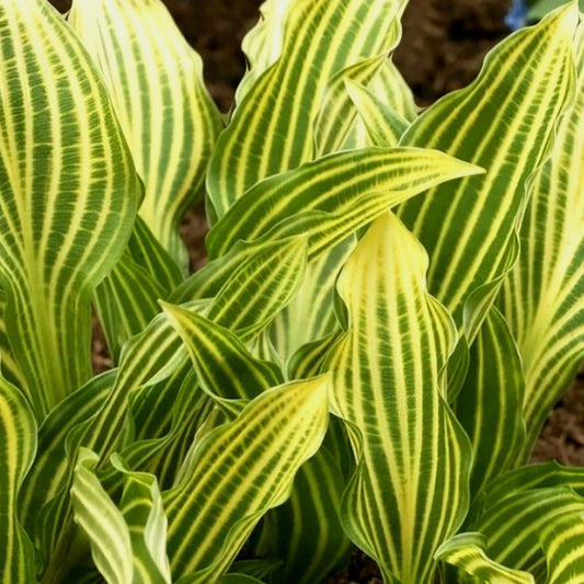 Hosta' Siberian Tiger