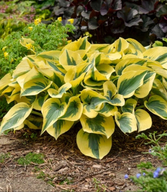 Hosta' Autumn Frost