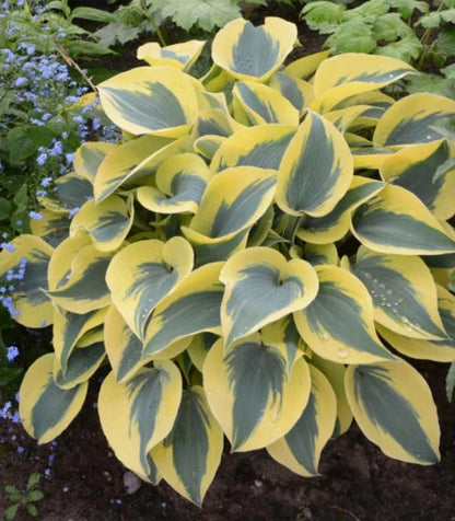 Hosta' Autumn Frost