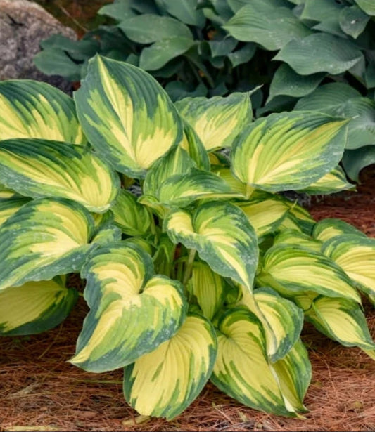 Hosta' My Fair Lady