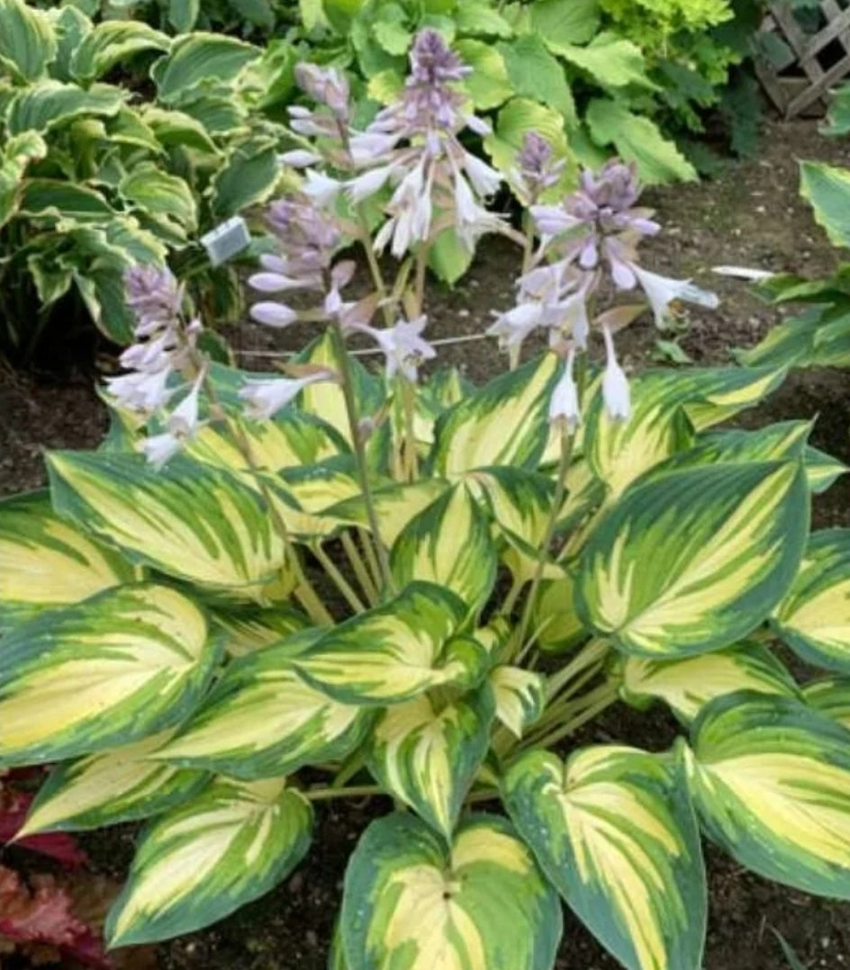 Hosta' My Fair Lady