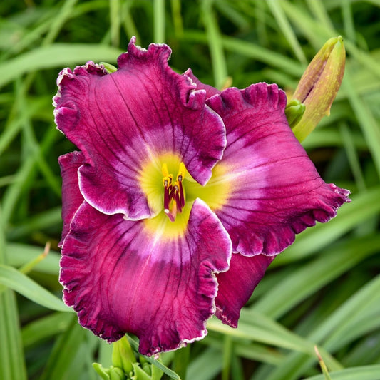 Hemerocalis' Rich In Mercy Daylily (Specialty)