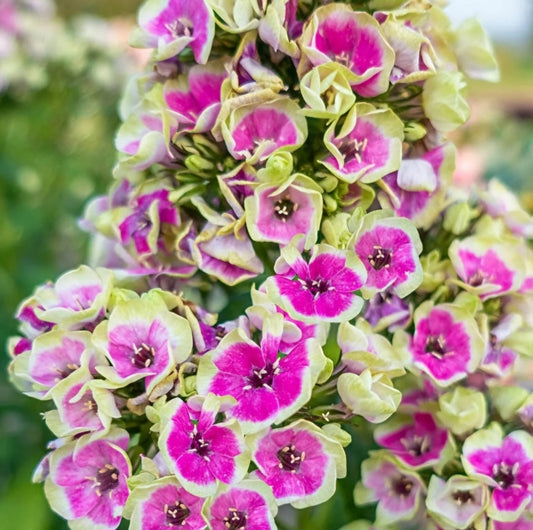 Phlox' Orchid Yellow