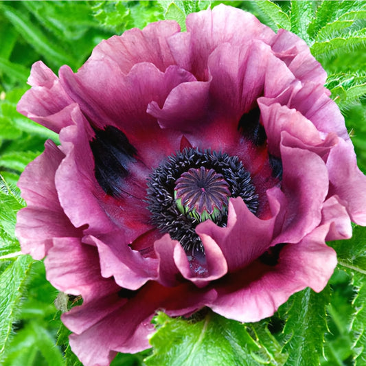 Papaver' Patty's Plum Poppy