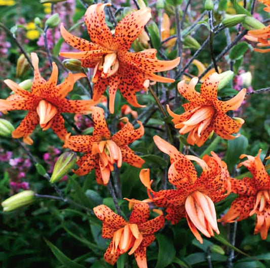 Lilium' Double Tiger Lily (Flore Pleno) LIMITED QUANTITIES AVAILABLE!