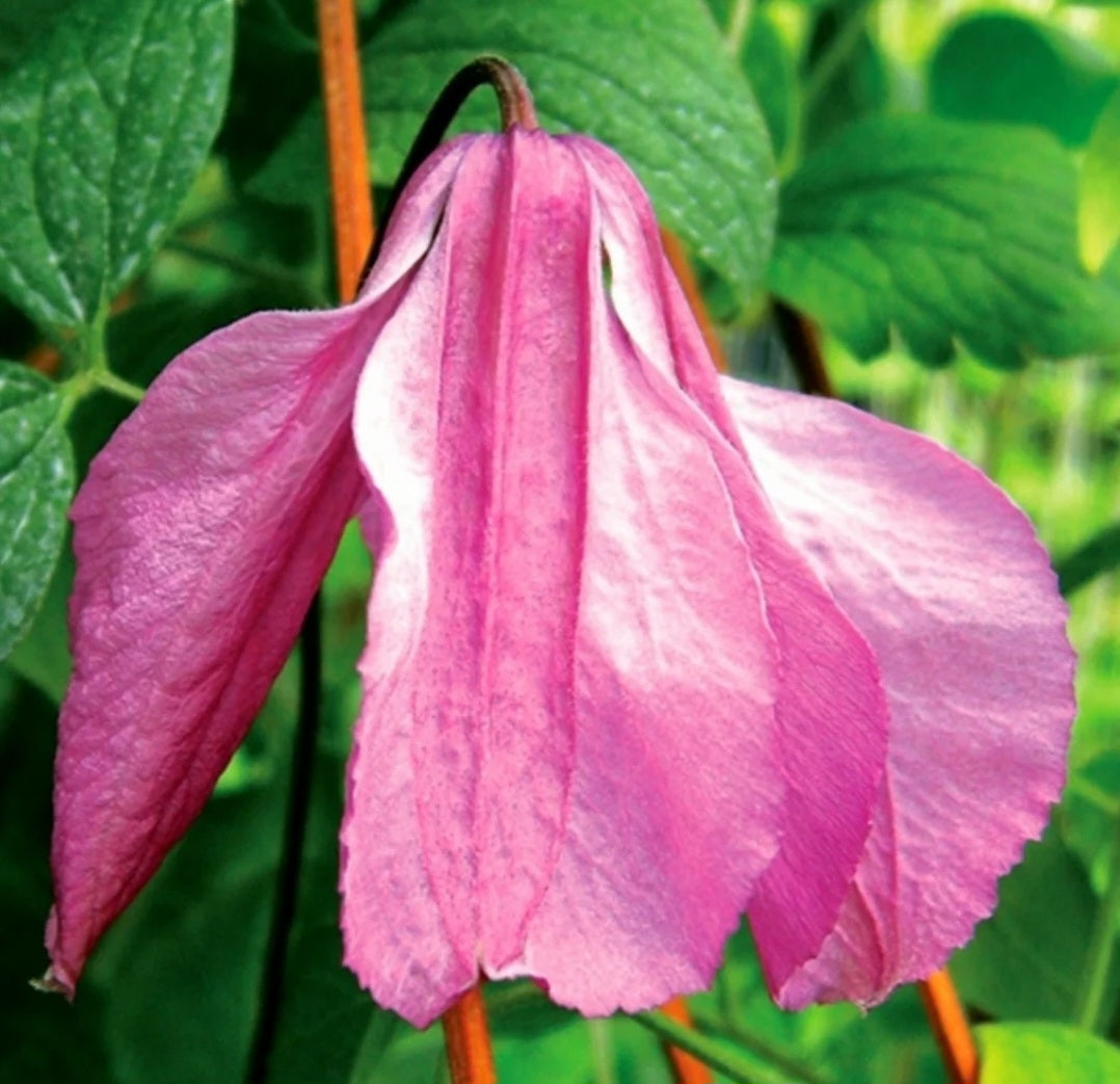 Clematis' Alionushka Dwarf Specialty