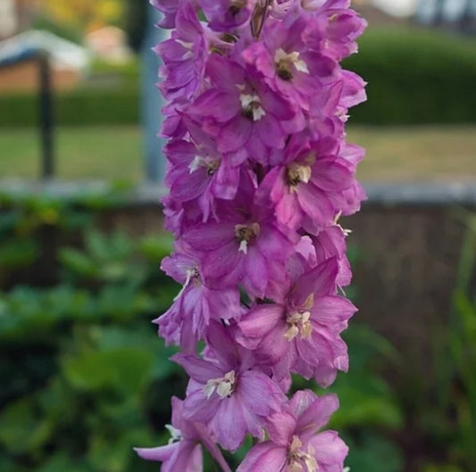 Delphinium' Pacific Giant Astolat