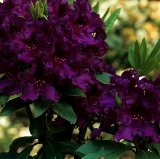 Rhododendron' Polarnacht