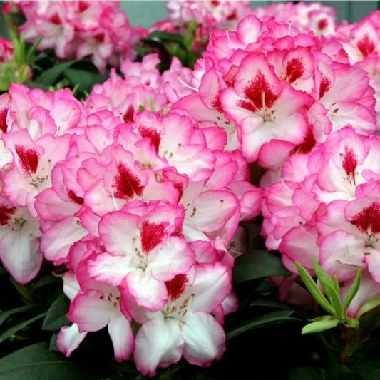 Rhododendron' Cherry Cheesecake