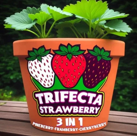 Fragaria' Trifecta Strawberry Delight