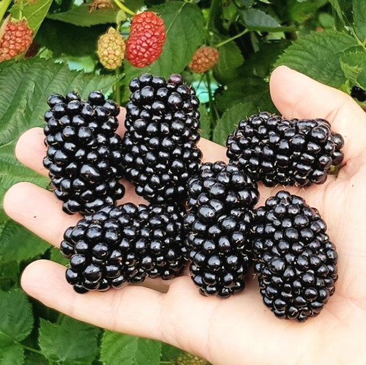 Rubus' Triple Crown Thornless Blackberry